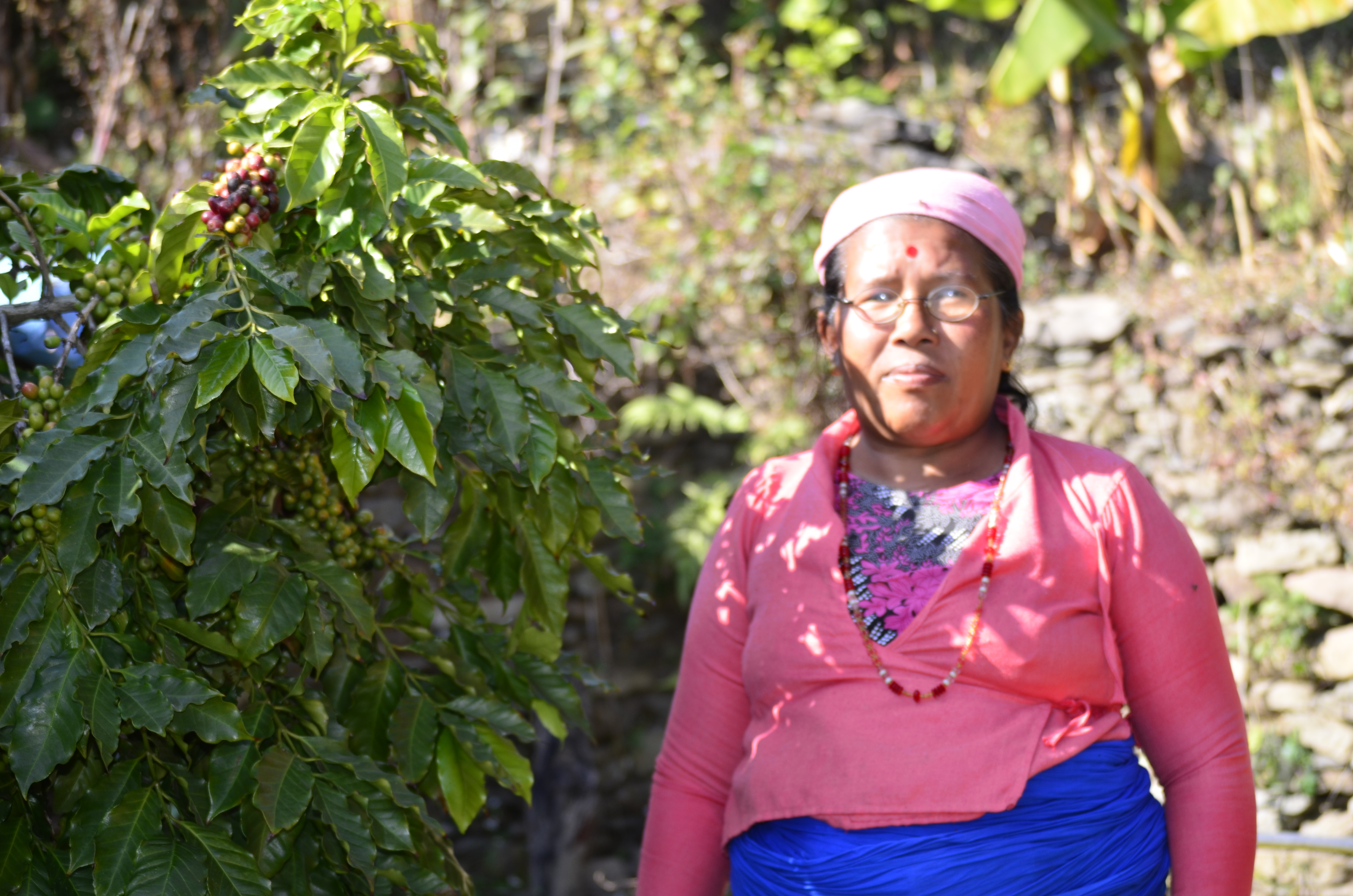 Farmers harvesting coffee