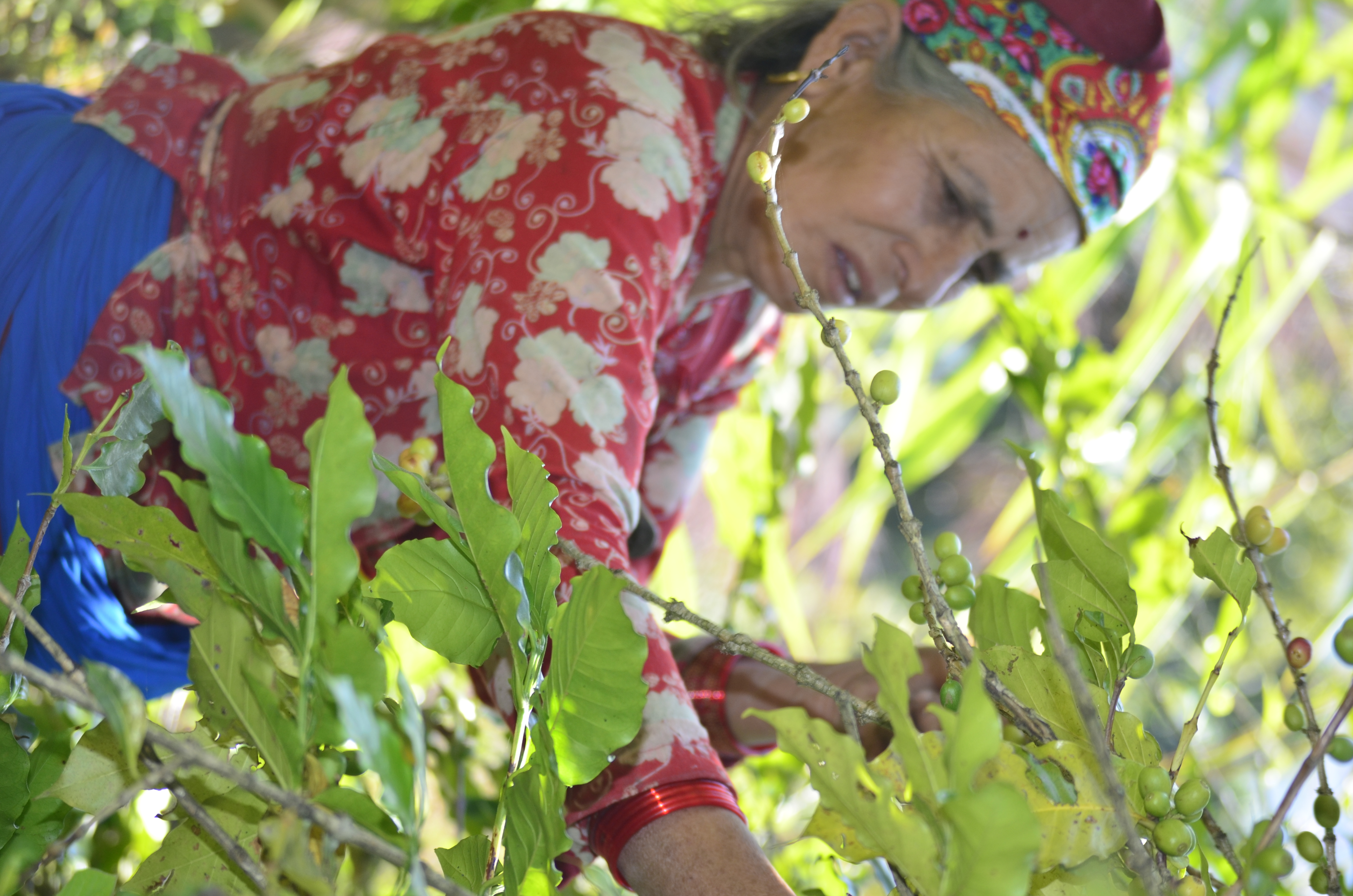 Farmer working on a coffee farm